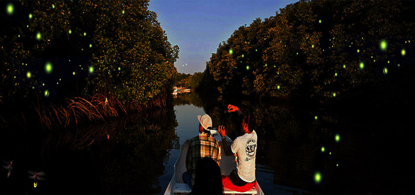 Fireflies Tour - Boat Ride to see fireflies